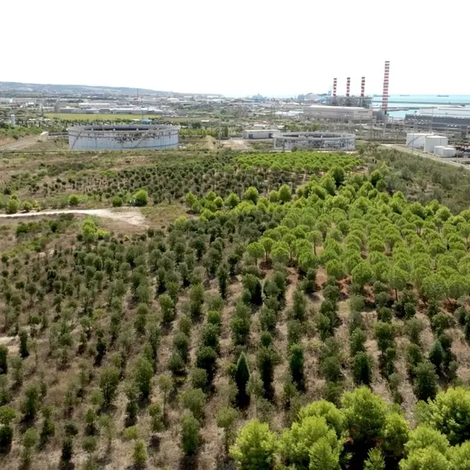 Salviamo il Bosco Enel: oltre 600 firme per fermare l'abbattimento degli alberi