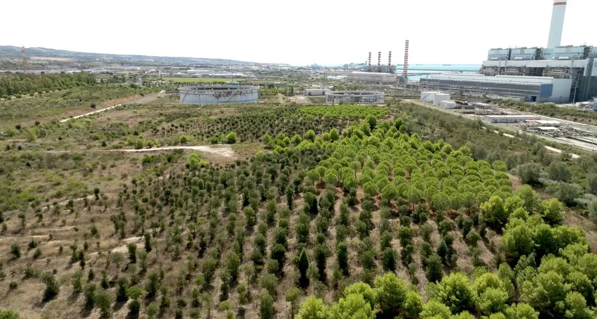 Salviamo il Bosco Enel: oltre 600 firme per fermare l'abbattimento degli alberi