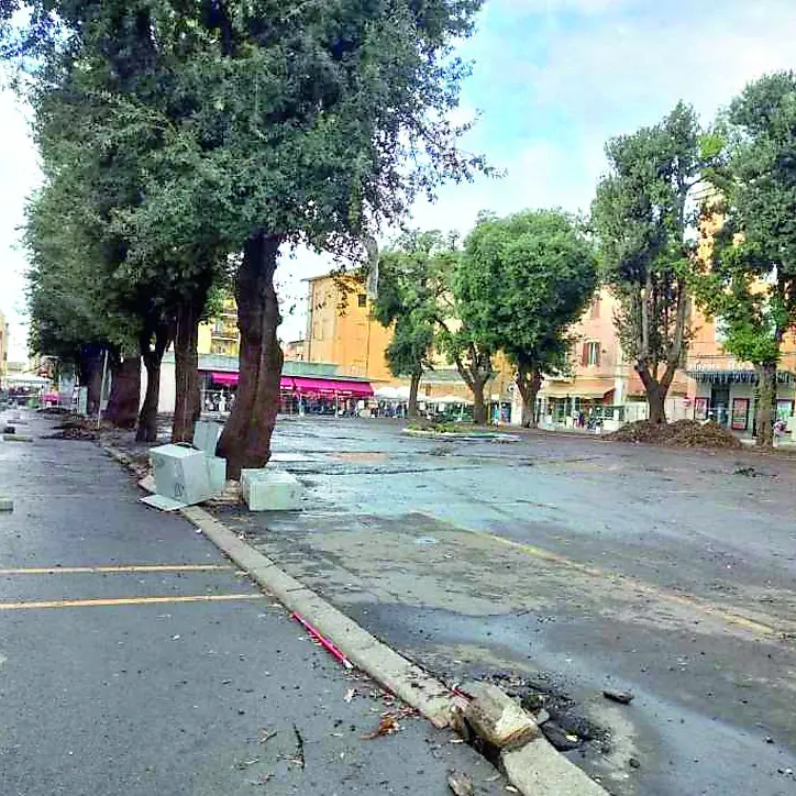 «Difendere gli alberi di piazza Regina Margherita a Civitavecchia significa difendere la memoria e il futuro della città»
