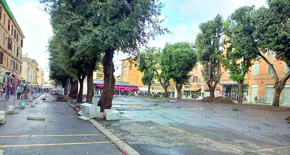 «Difendere gli alberi di piazza Regina Margherita a Civitavecchia significa difendere la memoria e il futuro della città»