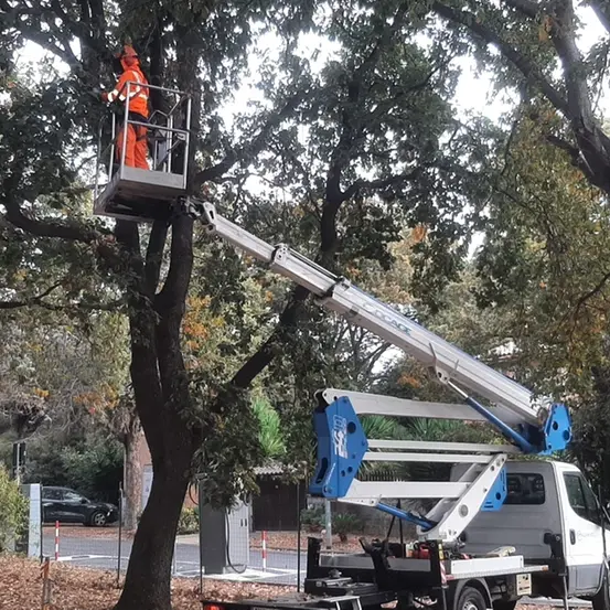 Parte il piano di potatura e cura del patrimonio arboreo