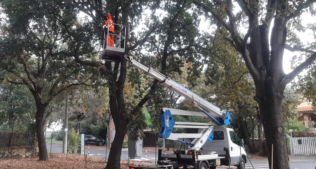 Parte il piano di potatura e cura del patrimonio arboreo