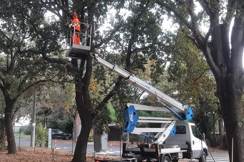 Parte il piano di potatura e cura del patrimonio arboreo