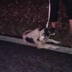 «Cane scappato da giorni e con ferite da morso»