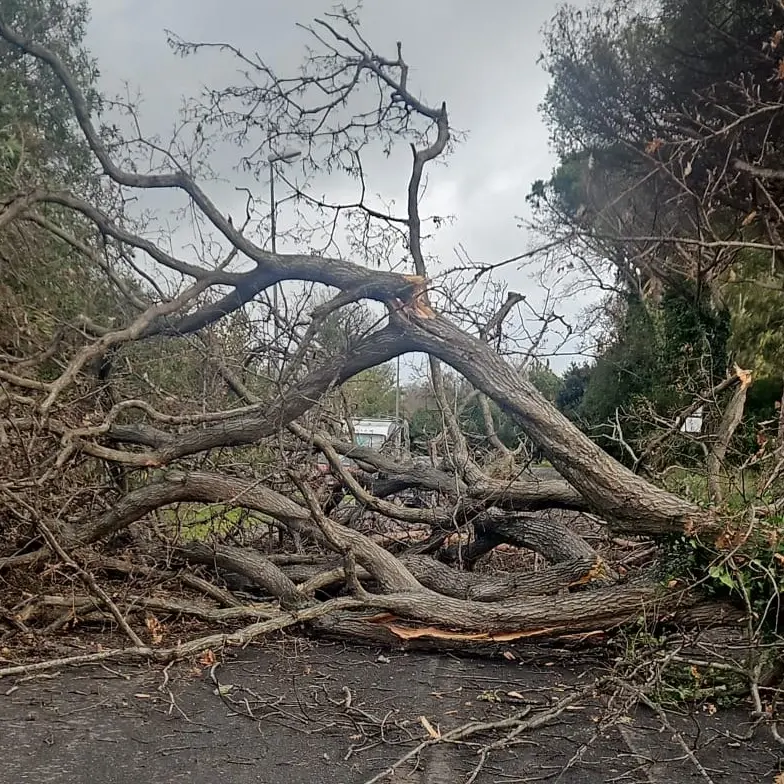 Cade un albero sulla ciclabile di Palo: dramma sfiorato