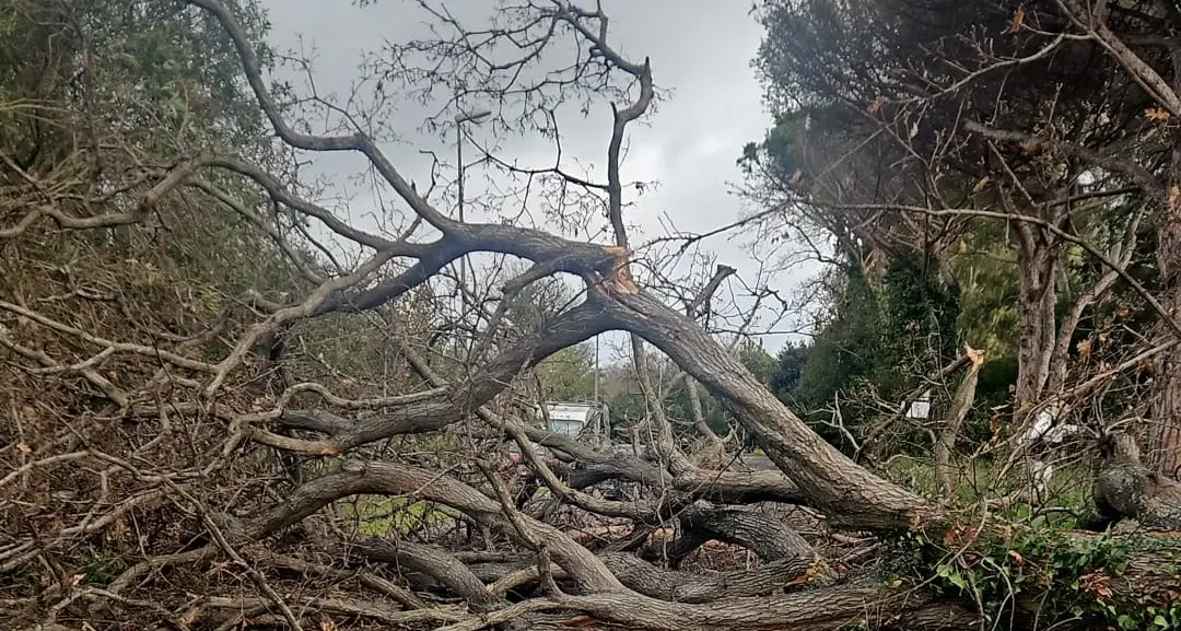 Cade un albero sulla ciclabile di Palo: dramma sfiorato