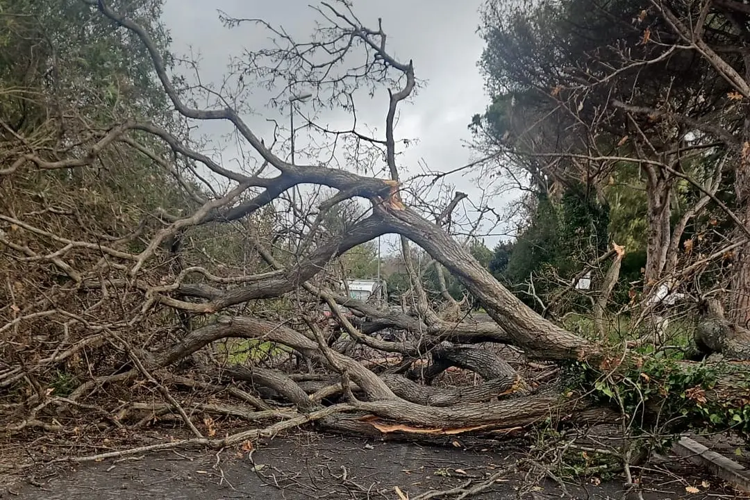Cade un albero sulla ciclabile di Palo: dramma sfiorato