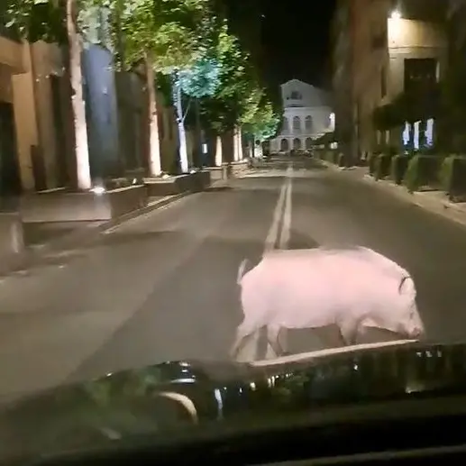Cinghiali: si cercano le ditte per la cattura