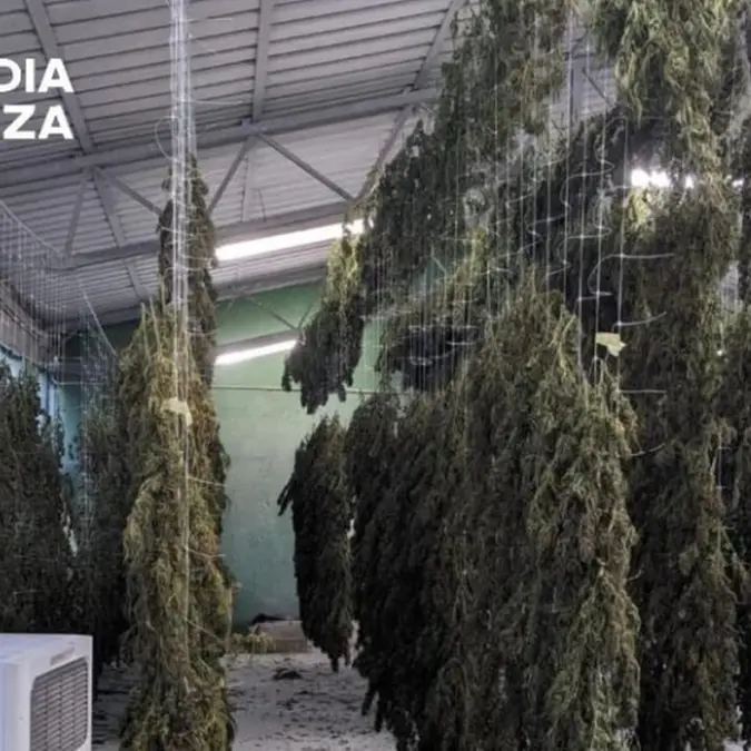 Viterbo, finta canapa light: la Finanza sequestra 30 chili di marijuana