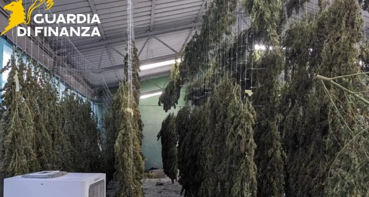 Viterbo, finta canapa light: la Finanza sequestra 30 chili di marijuana
