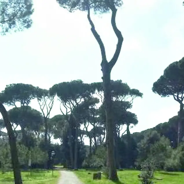 Crollano i polmoni verdi del litorale, Vivere Fiumicino: «Il Parco intervenga»