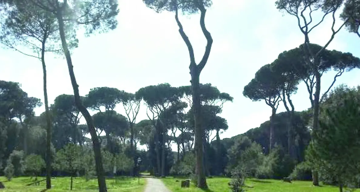 Crollano i polmoni verdi del litorale, Vivere Fiumicino: «Il Parco intervenga»