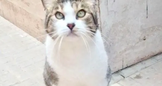 «Chi ha sparato al gatto deve essere fermato»