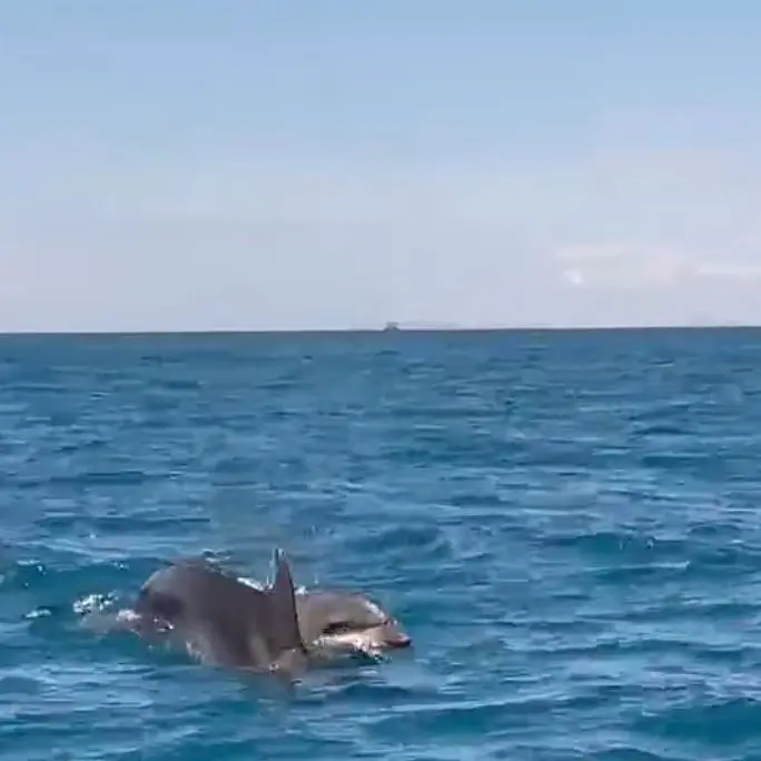 Delfini in acqua a Tarquinia e Santa Marinella: uno spettacolo durante la processione “Maria stella del mare” (video)