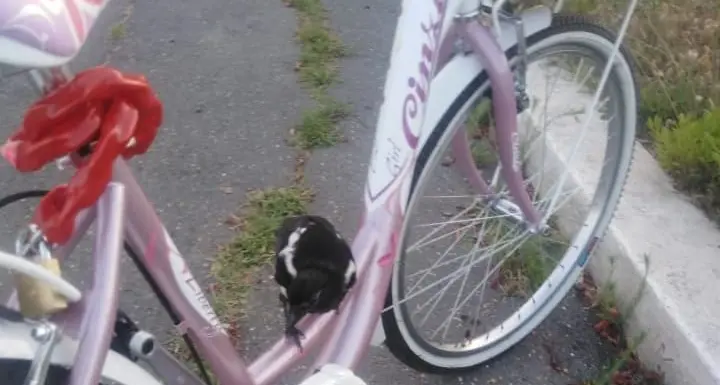 Assiste cani e gatti: rubata la sua bici