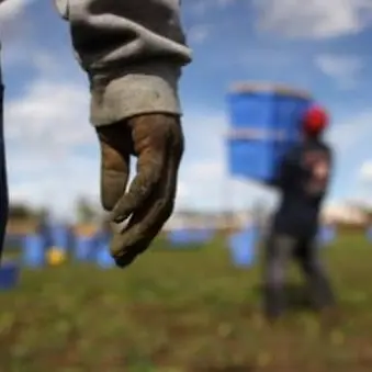 «Basta con i braccianti agricoli costretti a lavorare sotto il sole cocente»
