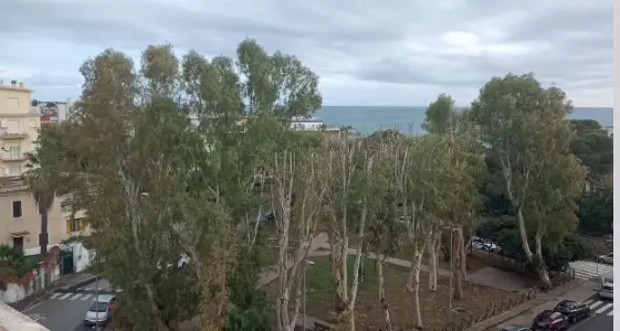 Piazza Verdi, saranno abbattuti cinque alberi