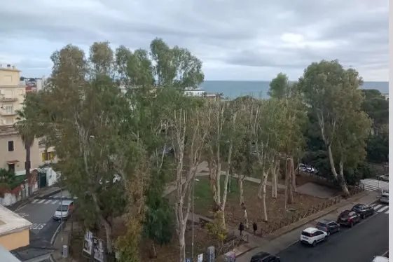 Piazza Verdi, saranno abbattuti cinque alberi