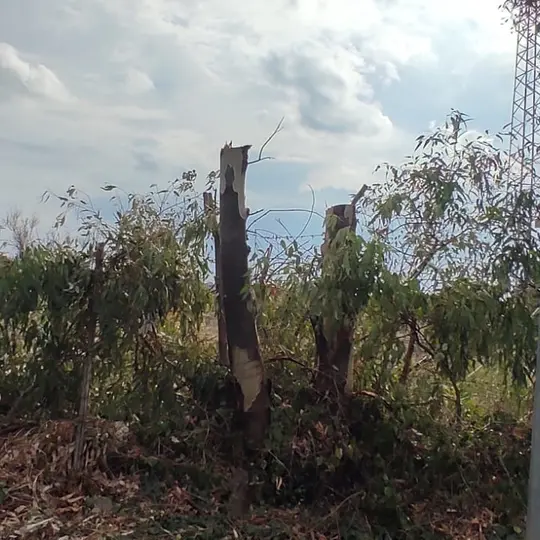 Taglio indiscriminato di eucalipti a Boccelle