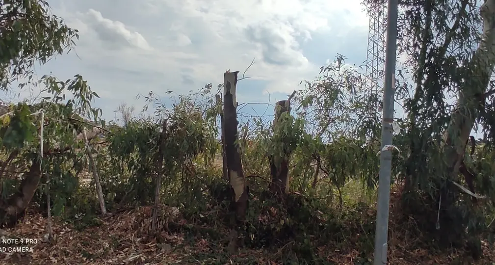 Taglio indiscriminato di eucalipti a Boccelle