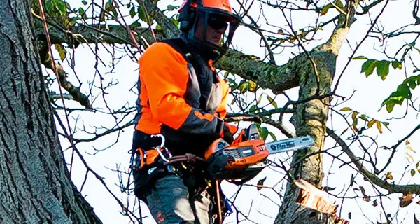 Potature in via Lorenzo da Viterbo, scatta il divieto di transito