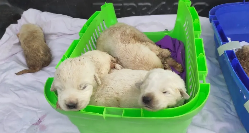 Dieci cuccioli gettati tra i rifiuti, uno non ce la fa. Gli altri salvi per miracolo