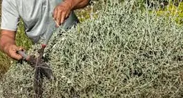 «No al taglio indiscriminato di piante e vegetazione lungo la ferrovia»