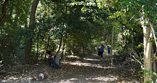 Parte il piano di rinascita del bosco