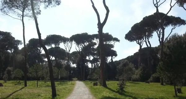 Pineta di Fregene, 121 alberi a rischio crollo: scatta il divieto di accesso nell’area “A”