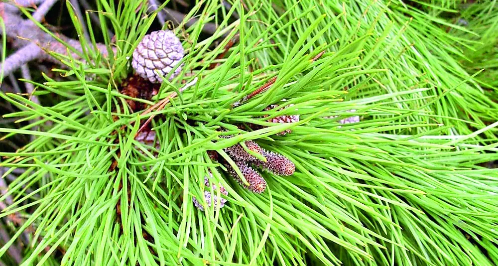 Fiumicino, nuovi alberi in via Redipuglia