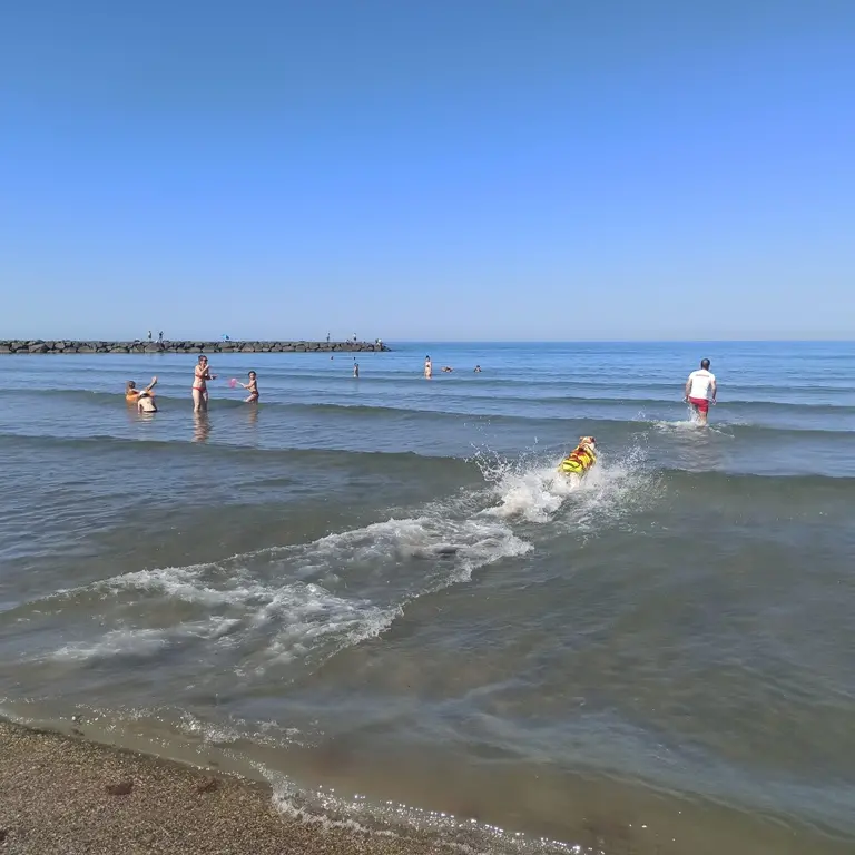 Mare, sicurezza a Torre Flavia: si punta sui cani bagnino