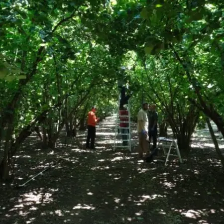 Nocciole, Coldiretti: «Perdite fino al 100%. Subito riconoscimento della calamità»