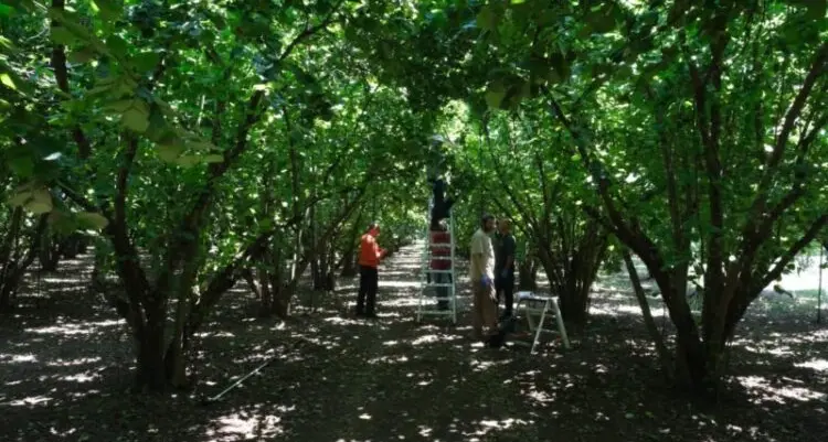 Nocciole, Coldiretti: «Perdite fino al 100%. Subito riconoscimento della calamità»