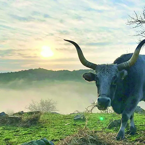Università Agraria di Tolfa, nuovo assetto tra polemiche e richieste di chiarezza