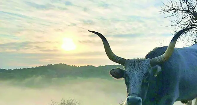 Università Agraria di Tolfa, nuovo assetto tra polemiche e richieste di chiarezza