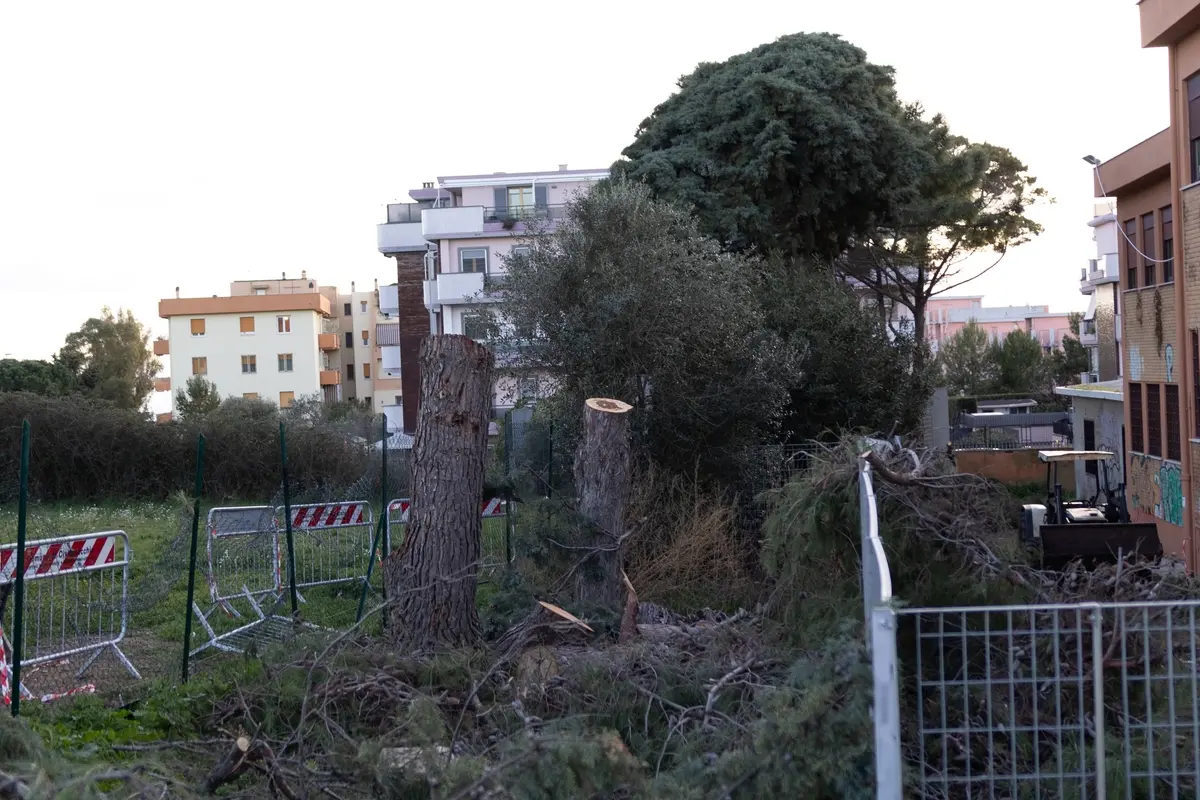 Pini tagliati all’Uliveto, operazioni in urgenza di Città metropolitana