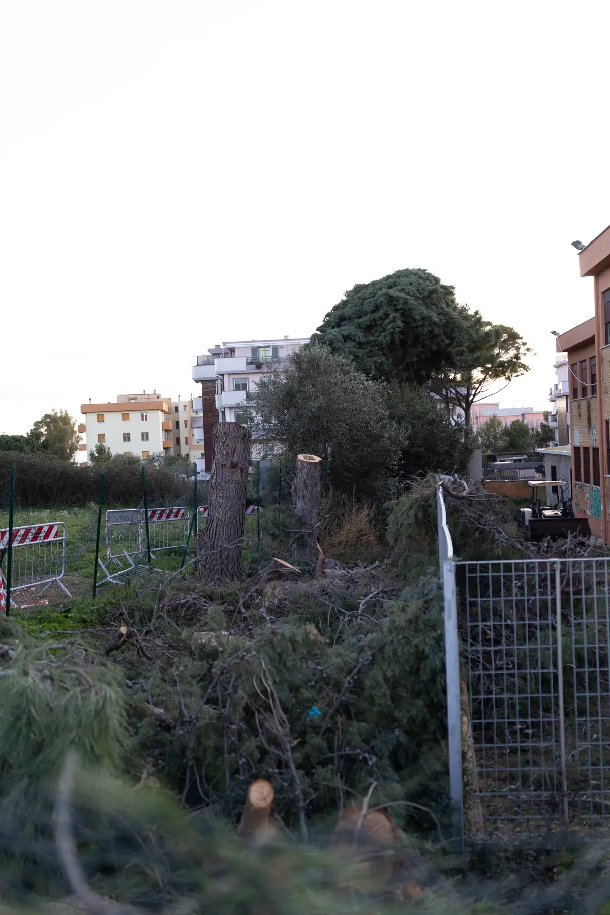 Pini tagliati all’Uliveto, operazioni in urgenza di Città metropolitana