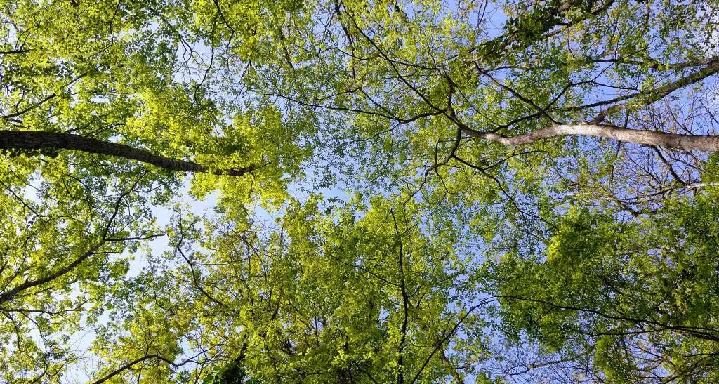 Tutela del patrimonio arboreo e piantumazione di nuovi alberi