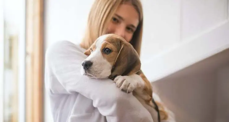 Patentino per i proprietari di cani, via alla seconda giornata