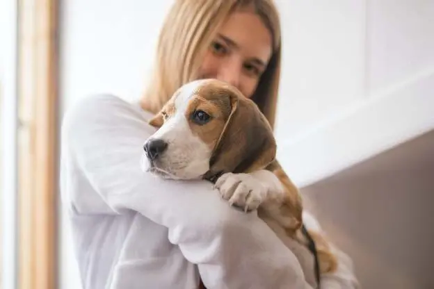 Patentino per i proprietari di cani, via alla seconda giornata
