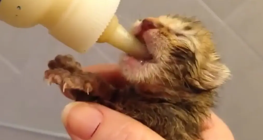 Il cuore immenso di Civitavecchia salva una mamma gatta e i suoi sette cuccioli