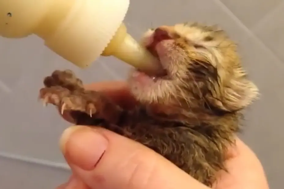 Il cuore immenso di Civitavecchia salva una mamma gatta e i suoi sette cuccioli