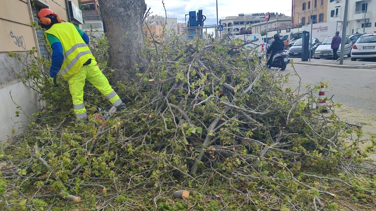 Al via l’abbattimento di 54 alberi a rischio crollo: intervento da quasi 50mila euro