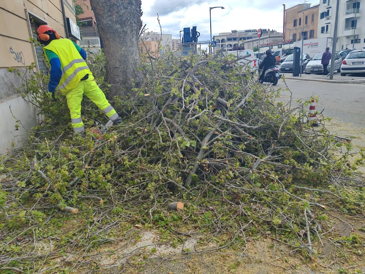 Al via l’abbattimento di 54 alberi a rischio crollo: intervento da quasi 50mila euro
