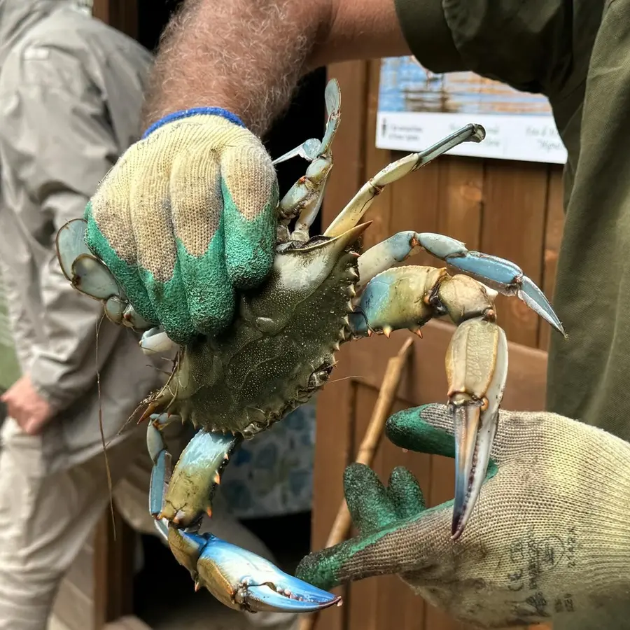 «I granchi blu cibo per cani e gatti, progetto utile per tutelare la costa»
