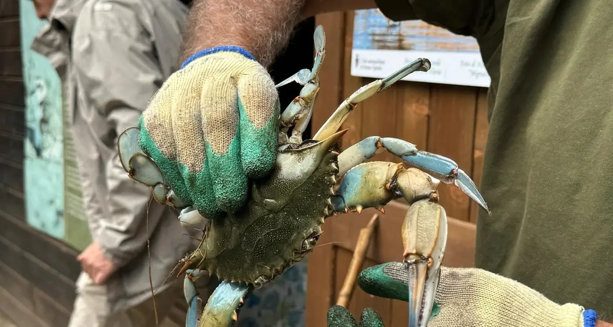 «I granchi blu cibo per cani e gatti, progetto utile per tutelare la costa»