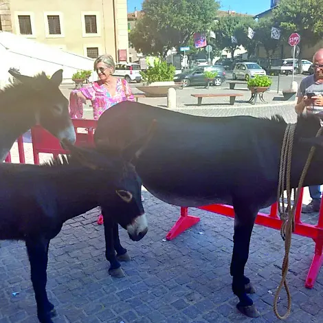 Allumiere festeggia il successo della “Fiera Asinina e del Festival del Folklore 2025”