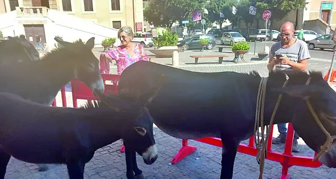 Allumiere festeggia il successo della “Fiera Asinina e del Festival del Folklore 2025”