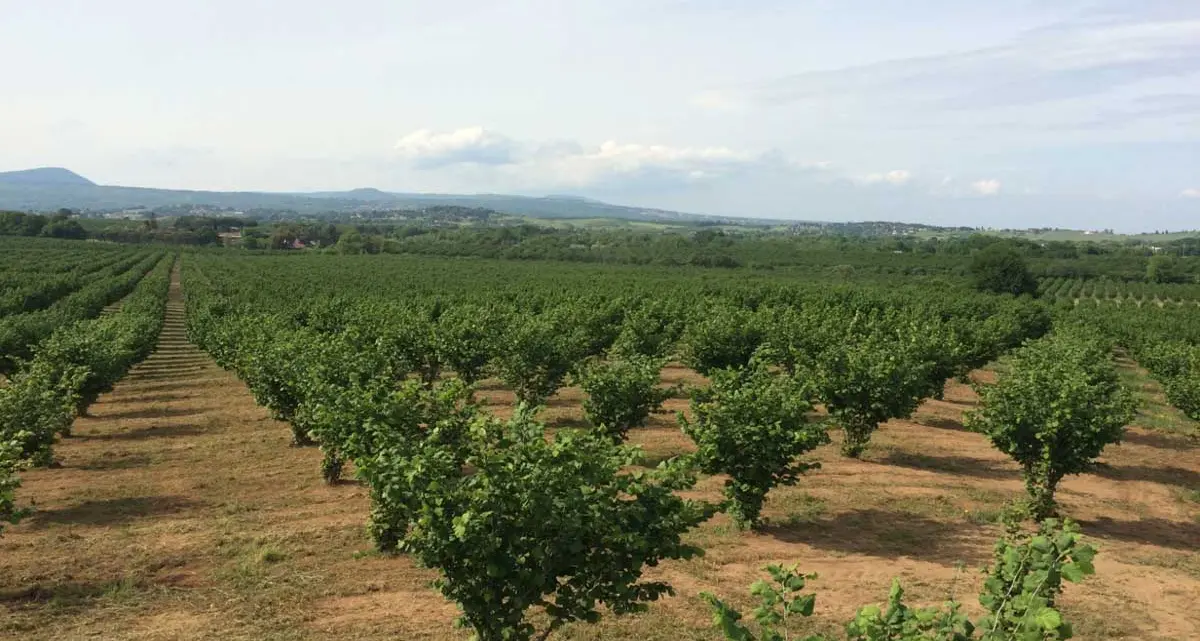 Nella Tuscia nocciole migliori con stazioni meteo e sensori d’umidità