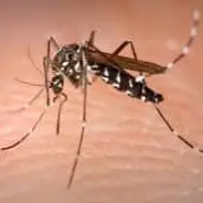 West Nile e arbovirosi, la Asl Rm4 potenzia i controlli